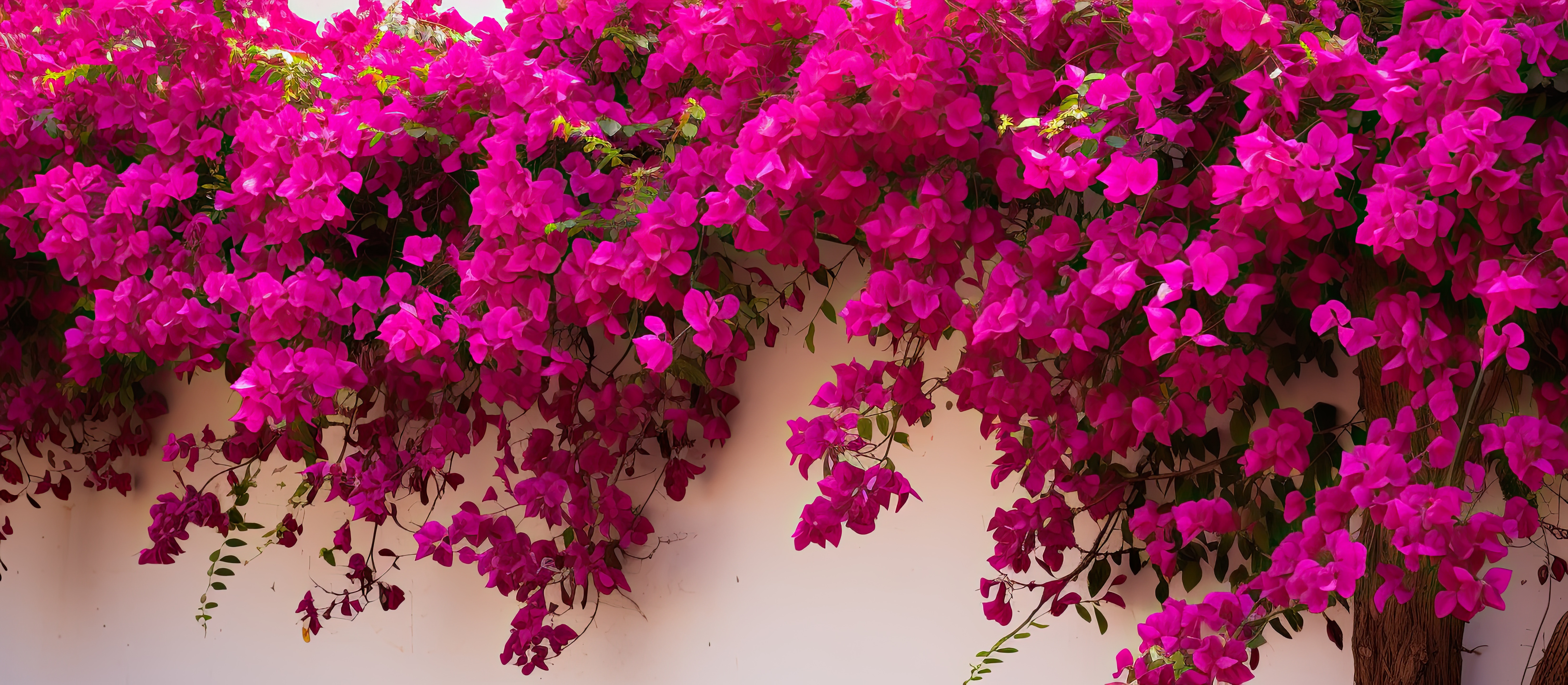 Magenta background image